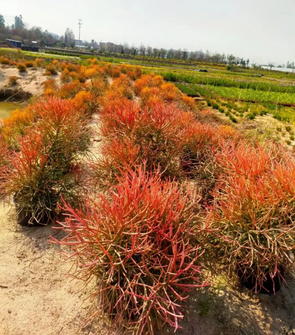 學會搭配這8種園藝植物，讓你的花園收穫一個有趣的靈魂