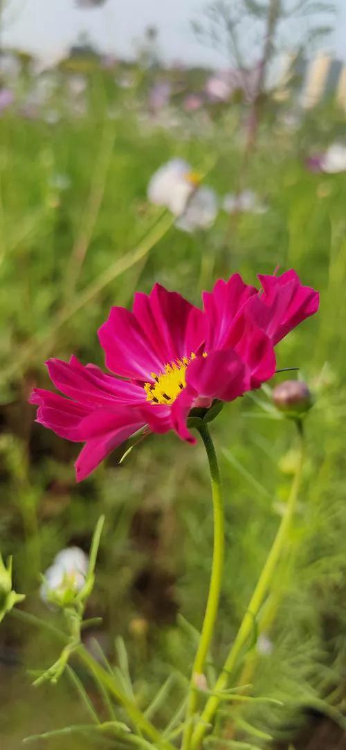 格桑花 ▏幸福，美好時光