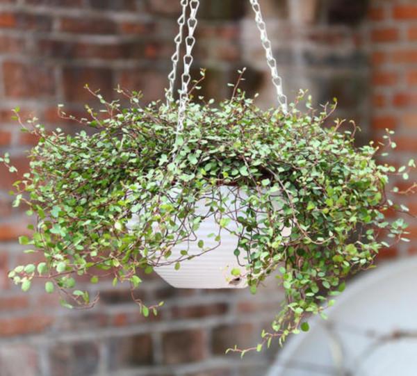 今年最流行的18種花,掛起來養,好看好養還不佔地方 今年最流行的18種花,掛起來養,好看好養還不佔地方