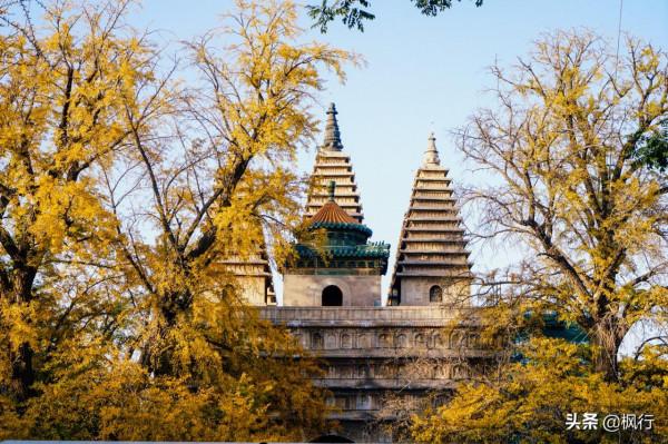 再有半個月，北京將迎來最美的季節，12個銀杏寶藏地，附機位攻略