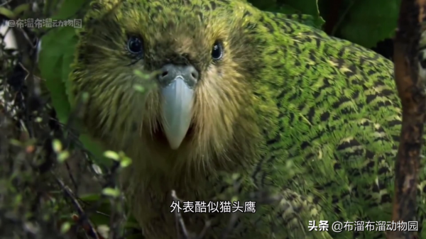 幾代單傳了不起啊?這10種瀕危動物,全物種僅剩一種 幾代單傳了不起啊?這10種瀕危動物,全物種僅剩一種