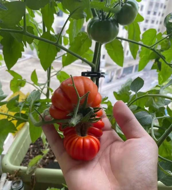 陽臺種菜不香嗎？這4種蔬菜很好種，掛果多、美觀養眼又美味