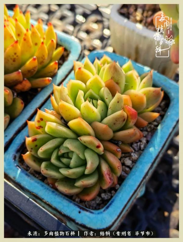 世間瞬息萬變，我們的友誼不變，閨蜜相聚，賞肉言歡