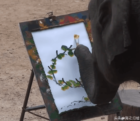 看完這27張圖片才知道，動物們的智商竟然這麼高