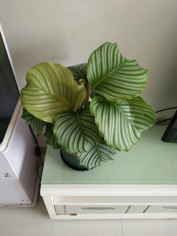 30種觀葉植物，能觀賞也淨化空氣，總有一種你養過