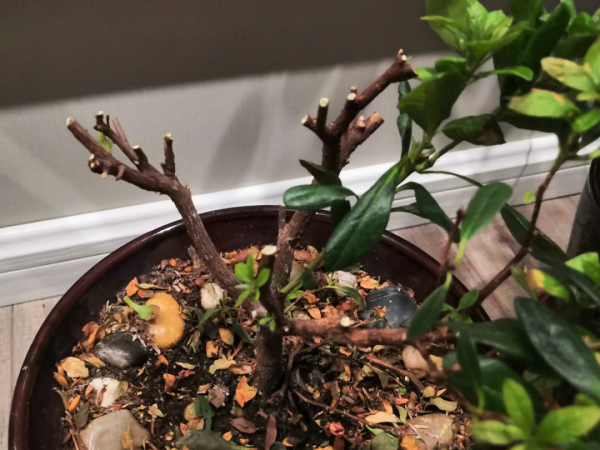 花成了光桿司令，剪一刀撒點藥，很快冒新芽