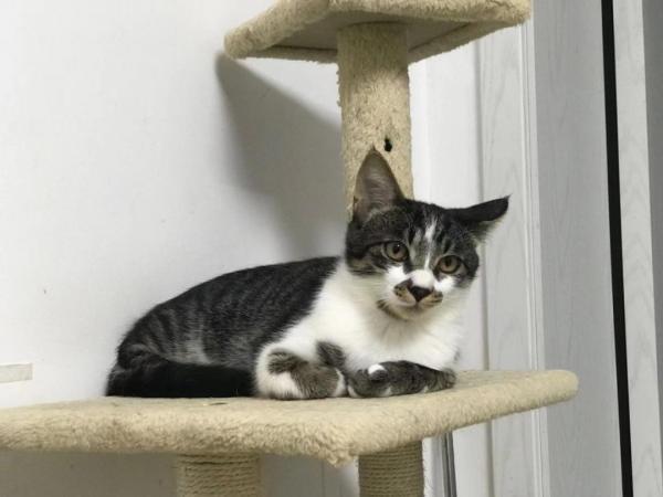 自從接了一隻貓回家,我焦慮到脫髮、失眠、心跳加速... 自從接了一隻貓回家,我焦慮到脫髮、失眠、心跳加速...