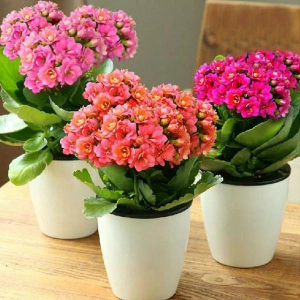 天冷了,給這四種漂亮花穿件“衣服”吧,別凍壞了,不然會收空盆 天冷了,給這四種漂亮花穿件“衣服”吧,別凍壞了,不然會收空盆