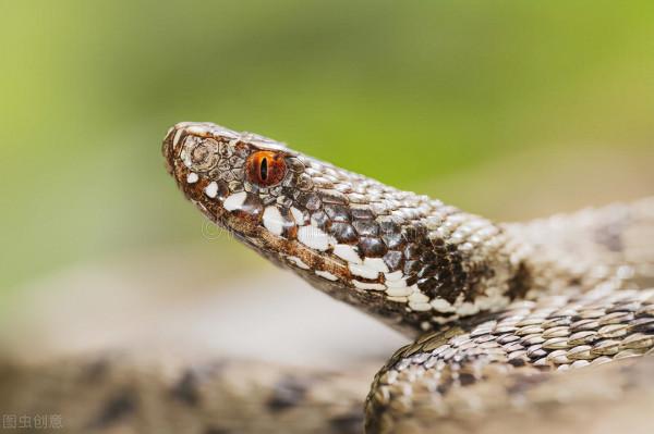 民間故事12 毒蛇救不得