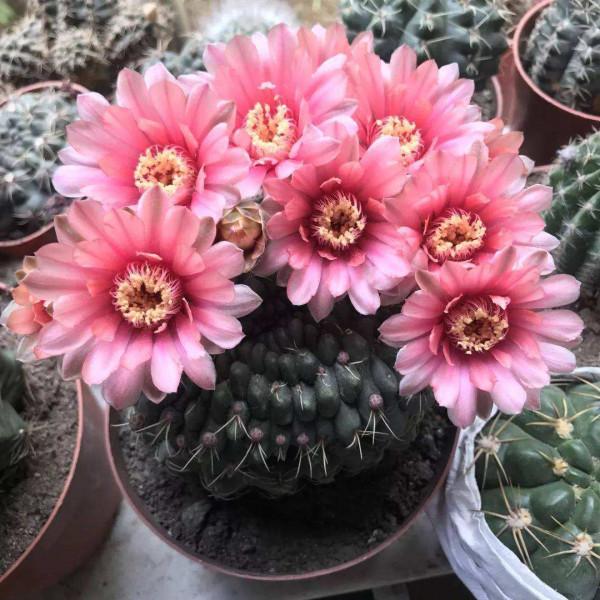 5種&OpenCurlyDoubleQuote;奇特花&rdquo;，一般不開花，開花開半年，花朵比臉盤還大