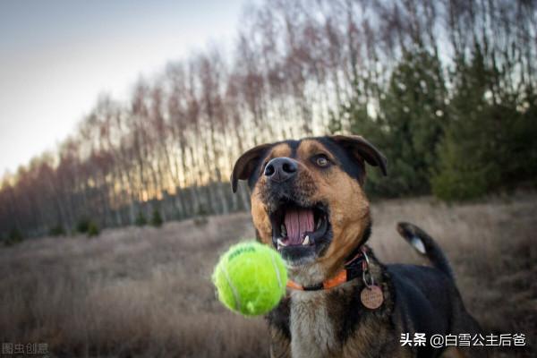 狗臨死前離家出走，是返祖天性還是通曉人性？