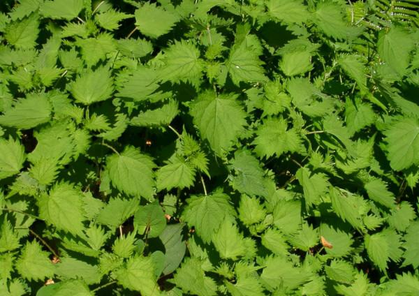 蕁麻：人畜都怕的植物，沒牙齒“咬人”如馬蜂蟄，當野菜吃價值高