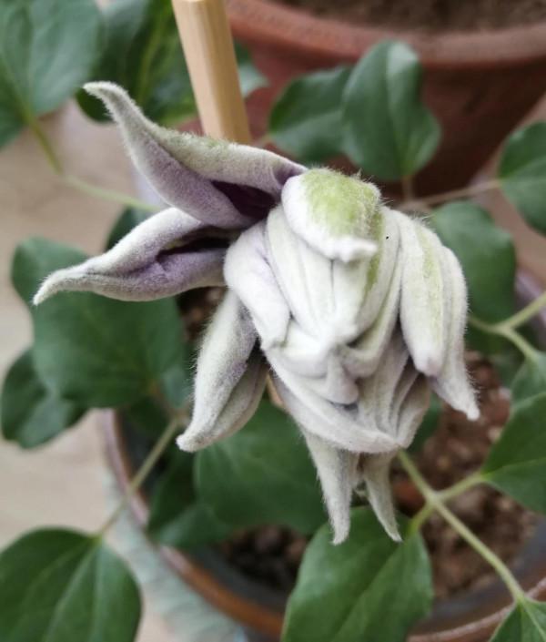 新手養鐵線蓮兩年手記