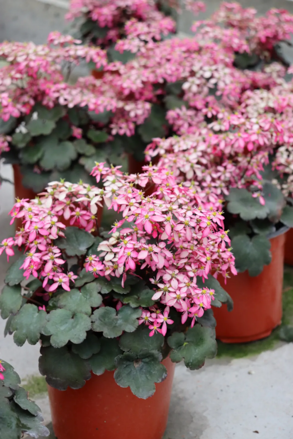 瑞虎迎春，虎耳招財！翩翩起舞的小精靈，輕鬆開成夢幻花毯