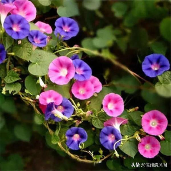 民間故事:買娘 民間故事:買娘