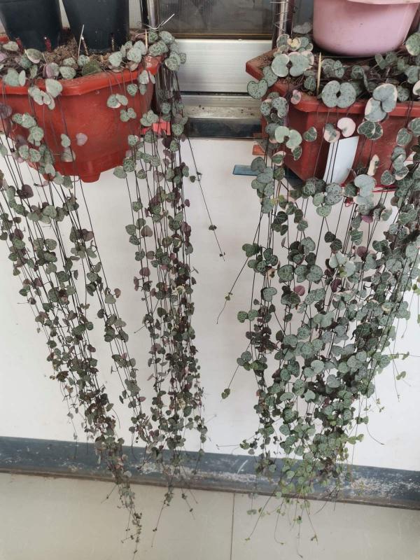 很耐陰的多肉，愛之蔓在秋天養，到底曬好還是不曬好