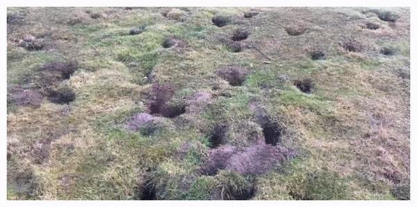 澳洲野兔氾濫成災，政府六次圍剿控制，不能吃嗎？現實決定沒法吃