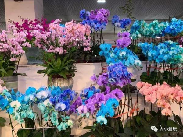 京城八大寶藏花市裡,藏著孩子最愛的植物園和水族館,冬日逛起來 京城八大寶藏花市裡,藏著孩子最愛的植物園和水族館,冬日逛起來