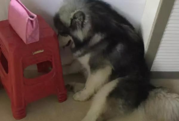 狗狗做錯事了,都會跟主人道歉,你收到了嗎? 狗狗做錯事了,都會跟主人道歉,你收到了嗎?