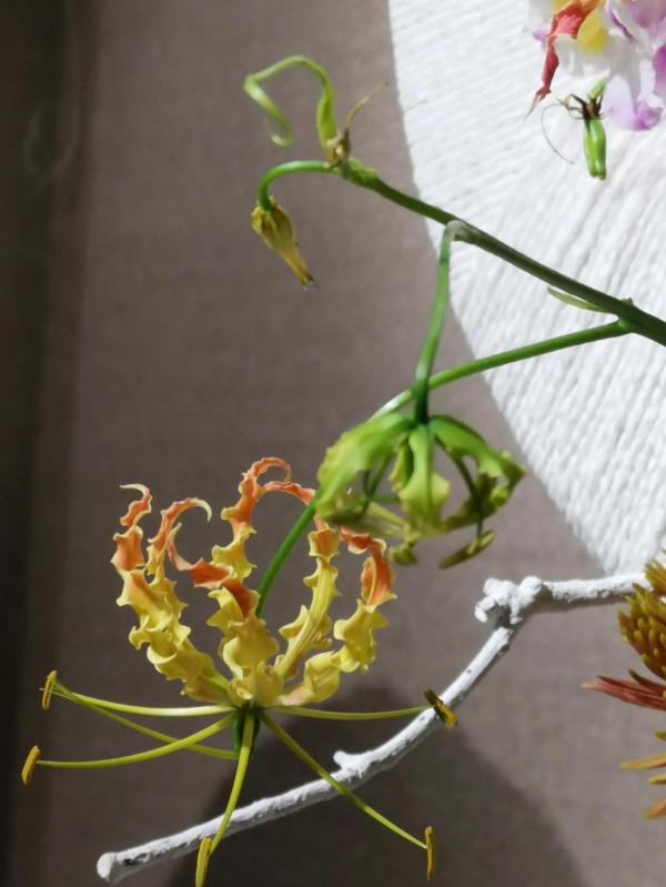 美麗的花，誰知道它的名字？