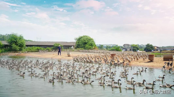 實力再獲認可 海大集團再度榮登2021年度農業產業化頭部企業名單