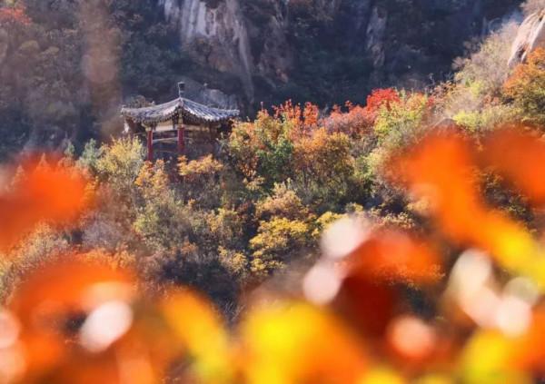 鳳凰嶺彩葉進入最佳觀賞期