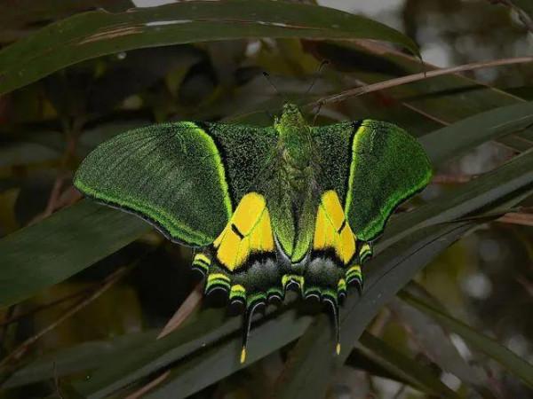 李西的神奇動物就在你我身邊——世界八大名貴蝴蝶