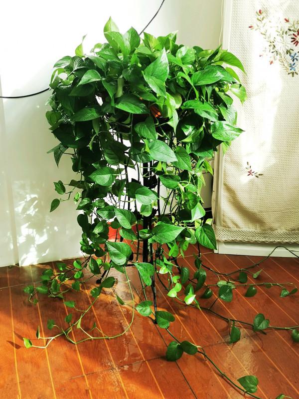 人養花,花亦養人!家居盆花20種,漂亮又實用,總有一款你喜歡 人養花,花亦養人!家居盆花20種,漂亮又實用,總有一款你喜歡