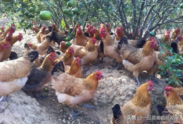 養土雞9年,我發現還是這個品種的雞最好吃 養土雞9年,我發現還是這個品種的雞最好吃