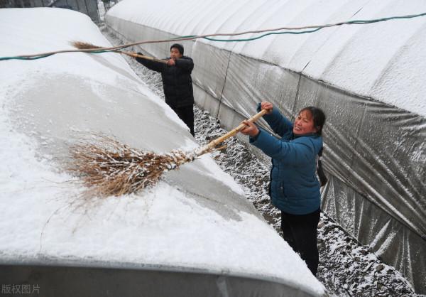 今冬北方偏冷，山東1月或現極端低溫，小麥、大棚、果樹如何防寒