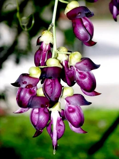 像鳥兒一樣靈動的禾雀花