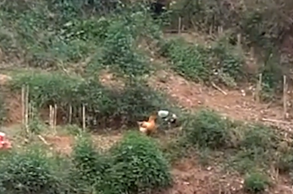 雲南一野雞找家雞求偶,母雞高傲不理被霸道攔下,網友:先談彩禮 雲南一野雞找家雞求偶,母雞高傲不理被霸道攔下,網友:先談彩禮