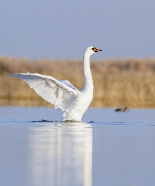 《鄂爾多斯鳥類》鳥種選登-疣鼻天鵝 《鄂爾多斯鳥類》鳥種選登-疣鼻天鵝