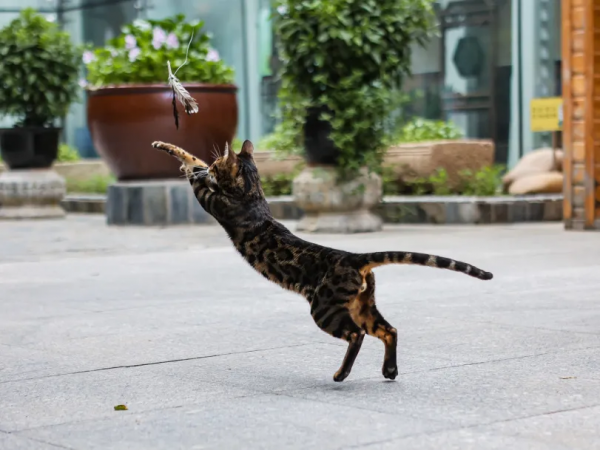 天團大胃王，比體重竟然輸了？