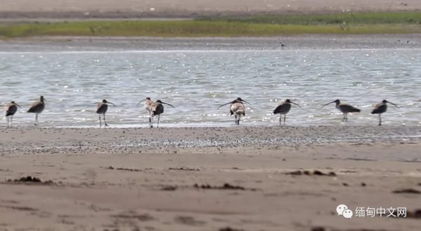 全球不足500只的“寶貝”,最近就在緬甸 全球不足500只的“寶貝”,最近就在緬甸