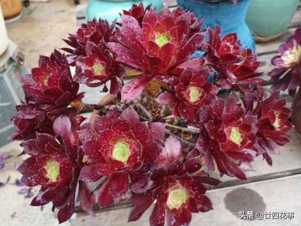 進入11月,6種花要“懶養”,多曬太陽少澆水,太勤快了難過冬 進入11月,6種花要“懶養”,多曬太陽少澆水,太勤快了難過冬