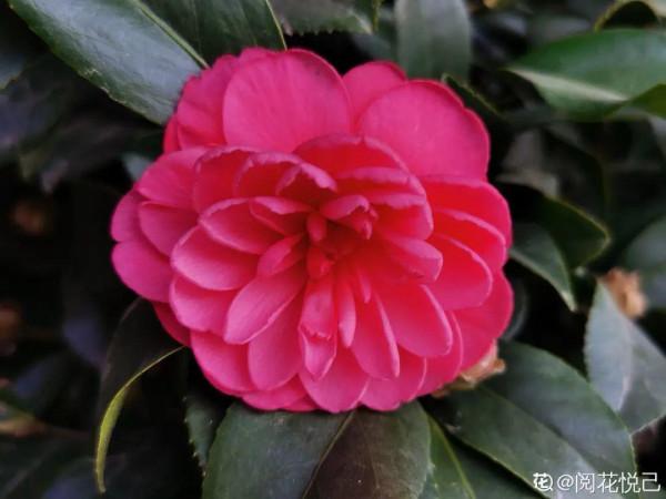 年宵花買回家，黃葉掉苞問題多，趕緊試試“急救”方法