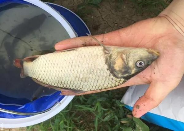 鮮為人知的釣魚冷知識，有點意思