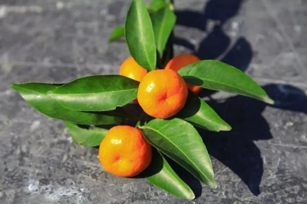 吃健康美味的水果，打卡美麗的景點，過甜蜜幸福的生活