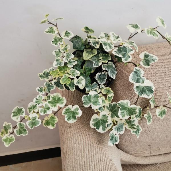 今年最流行的18種花,掛起來養,好看好養還不佔地方 今年最流行的18種花,掛起來養,好看好養還不佔地方