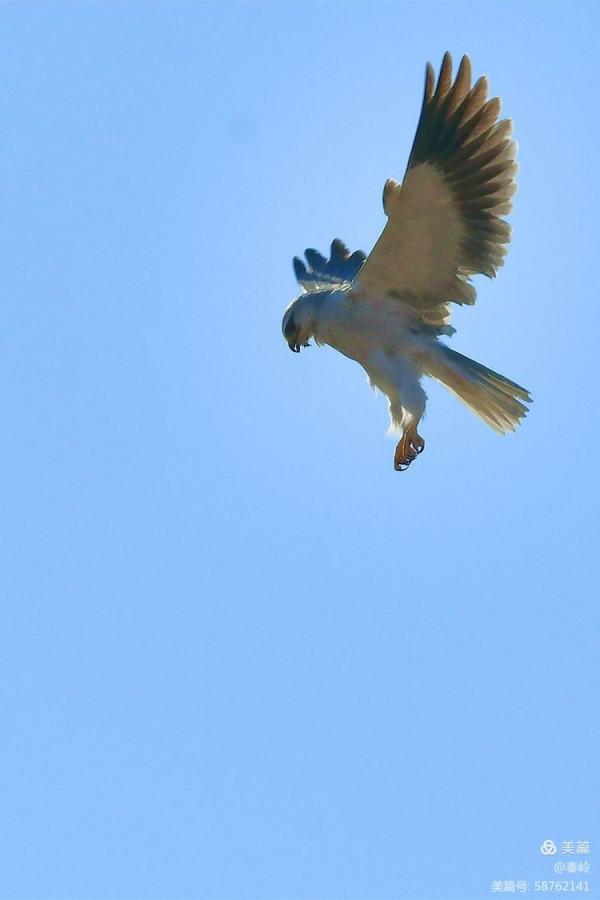 俊美空中小霸主“黑翅鳶”