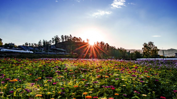 雲南富民石橋村：從“空殼村”到“百萬元實體村”
