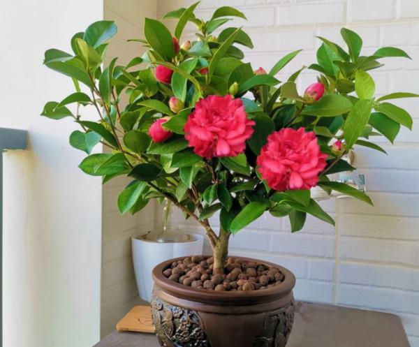 新年養&OpenCurlyDoubleQuote;3種花&rdquo;，喜慶漂亮好打理，花朵大葉片美，冬季大放光彩