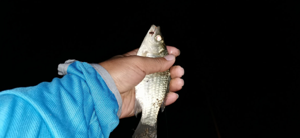 邁萊河邊夜釣,收穫很意外,還遇到了可愛的小動物 邁萊河邊夜釣,收穫很意外,還遇到了可愛的小動物