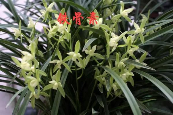 為什麼很多人養花養不活