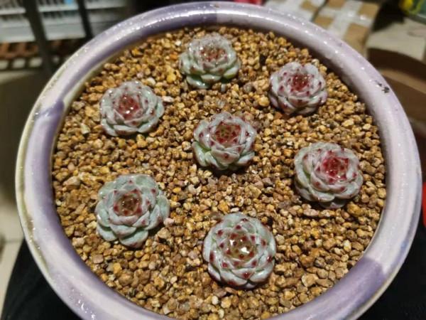 感謝遇見——在彼此的生命裡丰姿綻放