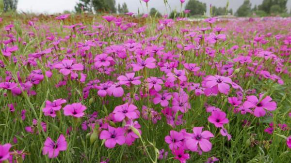 100種有毒的花和果，生活中很常見，出門要小心，避免受傷害