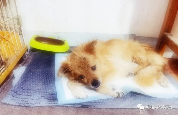 面板病癱瘓狗狗—小美的故事