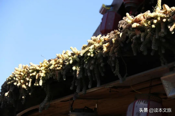 走進麗江古城多肉世界，目之所及皆是治癒