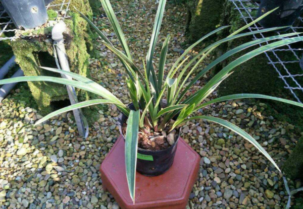 養蘭花，冬季就選黃金彩虹，開花美，香味濃郁，漂亮好活